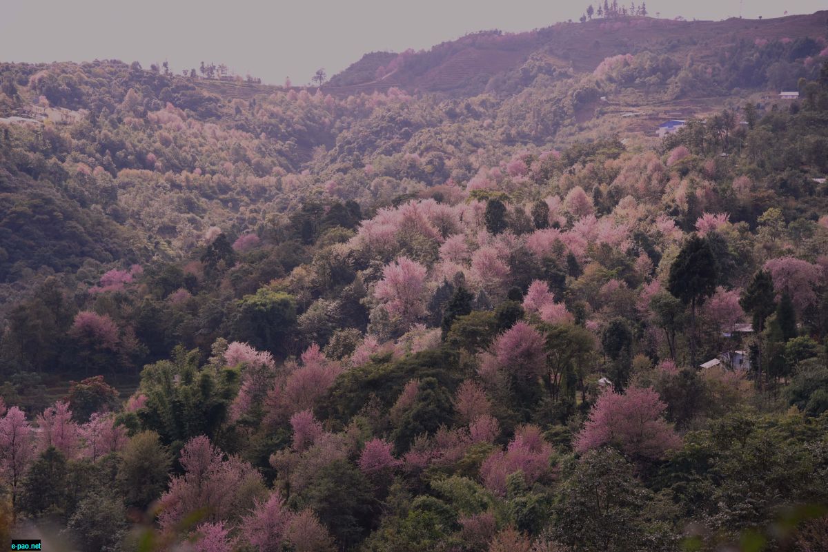 Cherry Blossoms at Kayinu Village, Mao, Manipur :: last week of November 2017