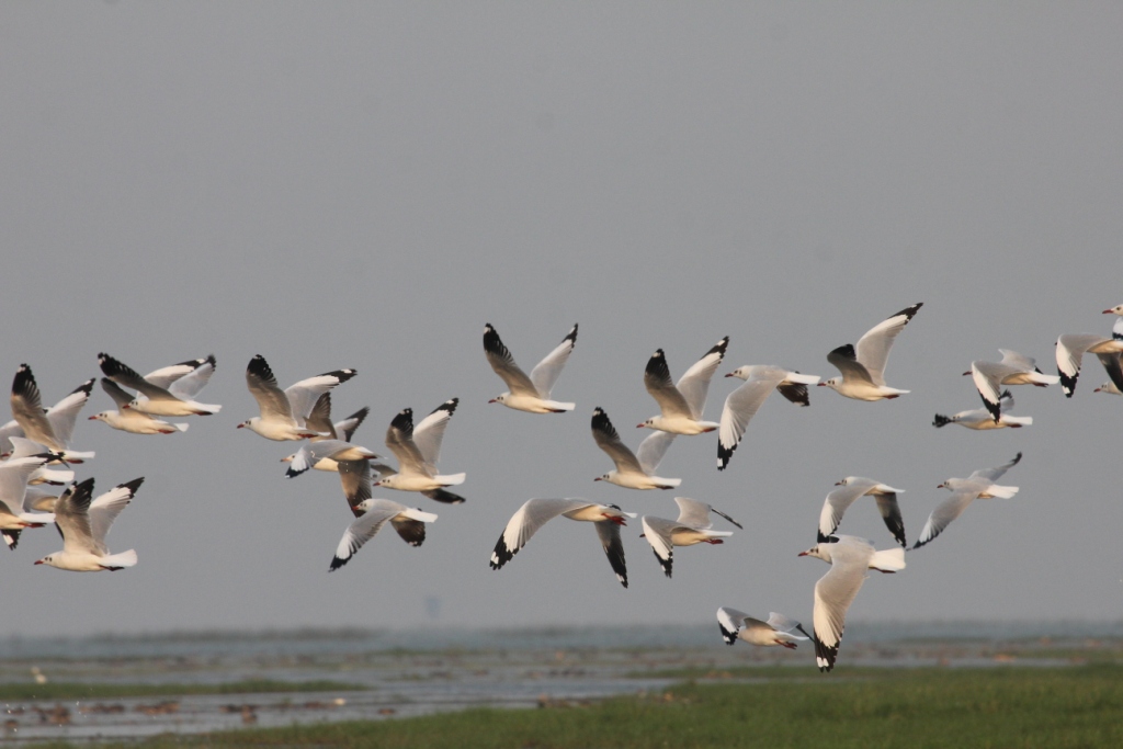 Asian Waterbird Census : Time to count waterbirds 