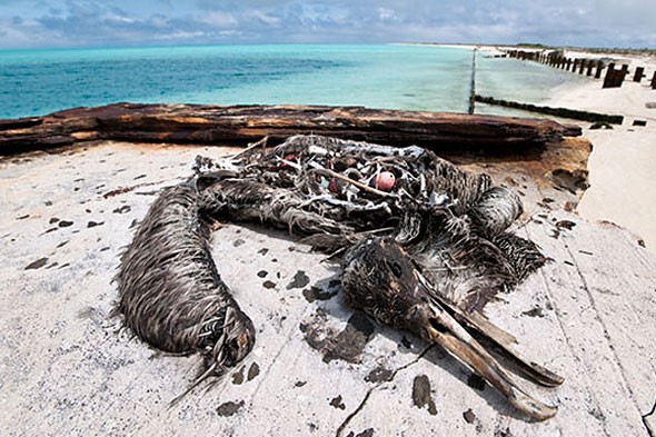 Albatross, victim of plastic ingestion. Photo: Unknown (source: http://plastic-pollution.org/)