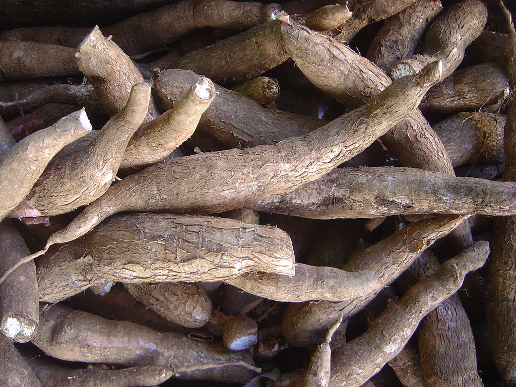 Cassava (U-Mangra) - Manihot esculenta