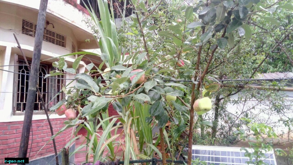  Low Chilling Apple variety (Anna) fruiting at trail location Lalambung Makhong, Naosekpam Leikai, Imphal Manipur  