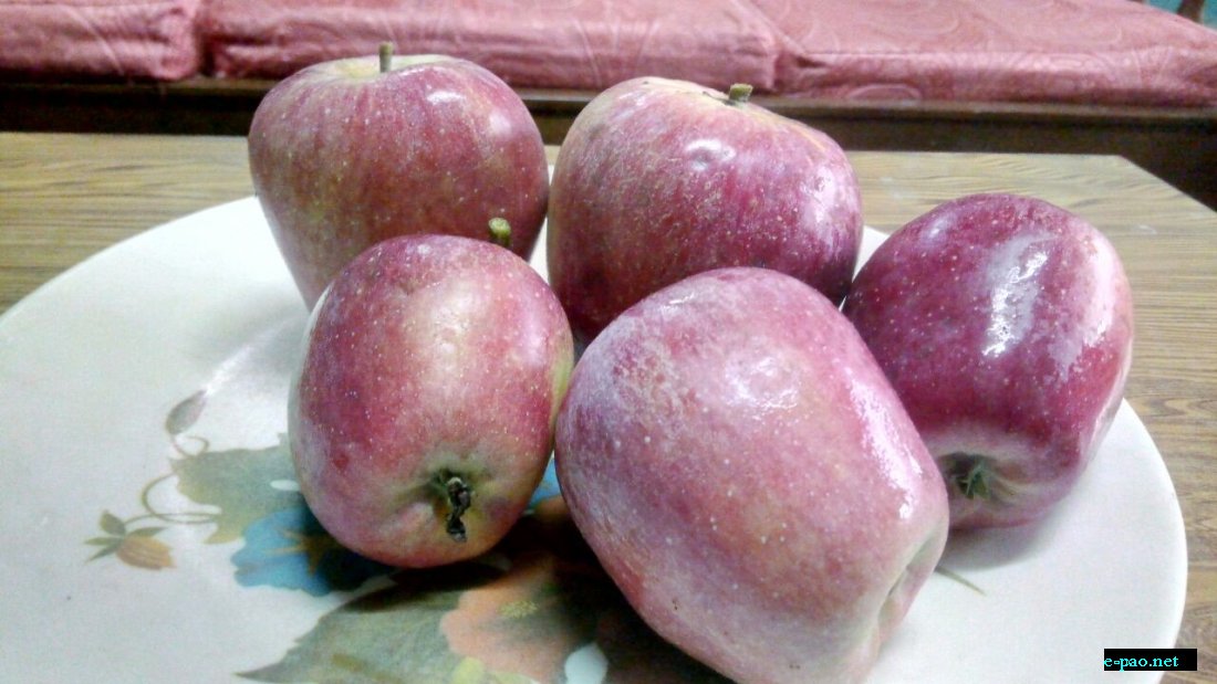  Low Chilling Apple variety (Anna) fruiting at trail location Lalambung Makhong, Naosekpam Leikai, Imphal Manipur  