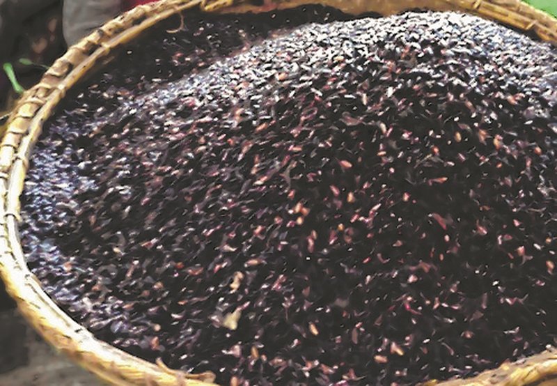  Chakhao (Black Rice) 