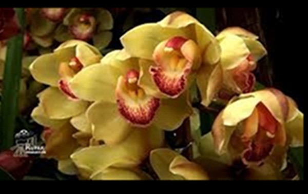  Cymbidium orchid, Sikkim   