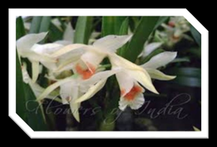 Eeyong Lei (Orchid of genus dendrobium
