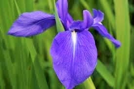 Purple Manipuri Kombirei   (Iris laevigata Fish) 