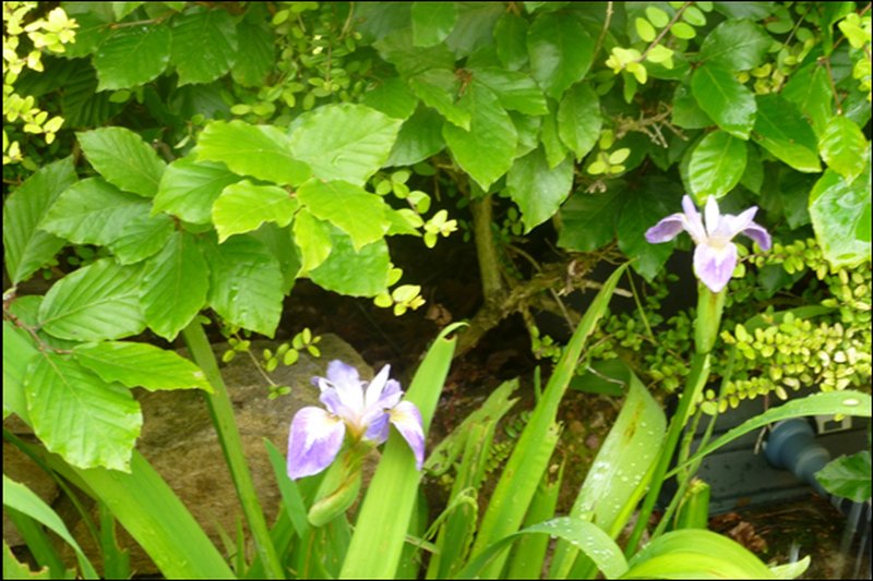 Kombirei-like Iris with long stems in the author's garden 