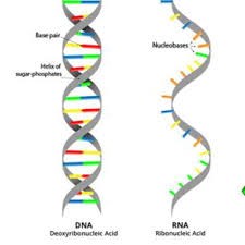  DNA is a double-strand molecule that twist against each other like a spiral staircase (called the double helix of chromosome) while RNA (messenger of generic code) is a single strand molecule. A chromosome is made of DNA molecules. A gene is a length of DNA in the chromosome.
