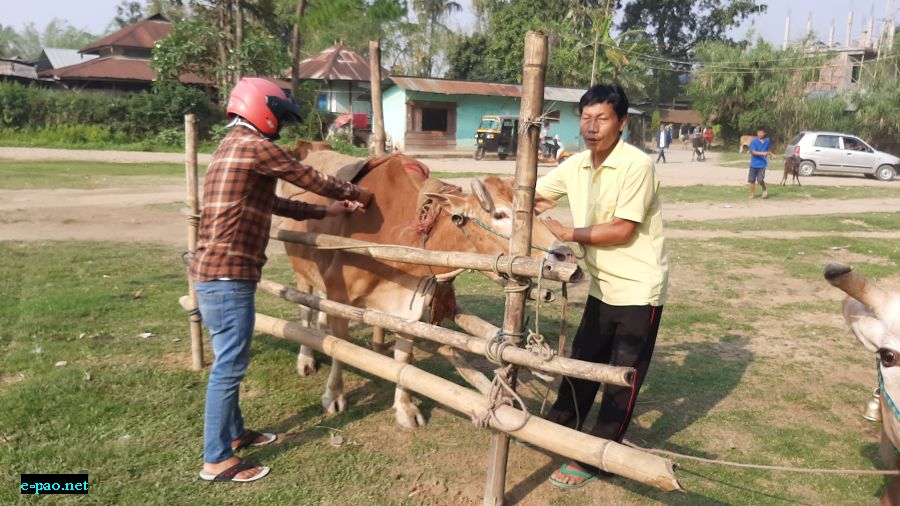  Vaccination of cattle for HS and BQ at Khumbong 