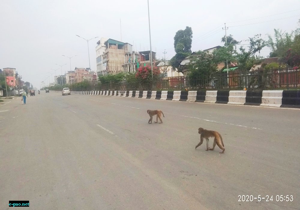 Two monkeys were seen walking on Tiddim Road in Imphal , in the morning of 24th May 2020