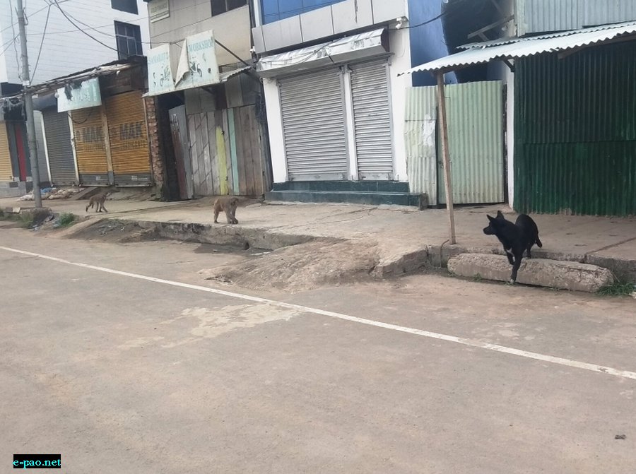  A dog was seen walking away seeing the monkeys coming at Tiddim Road on the morning of 24th May 2020  