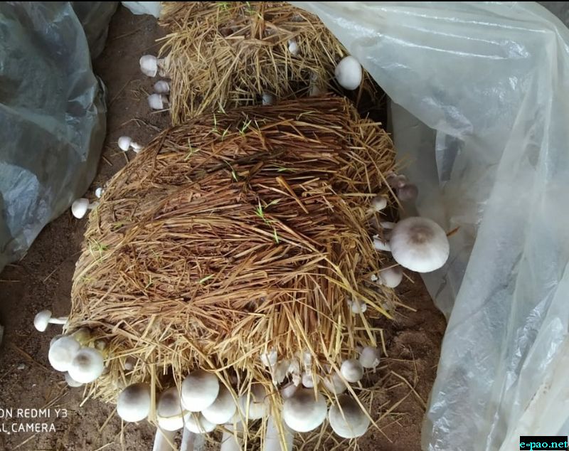  A mushroom training programme on cultivation of mushroom on June 17 2020 at Khonghampat 
