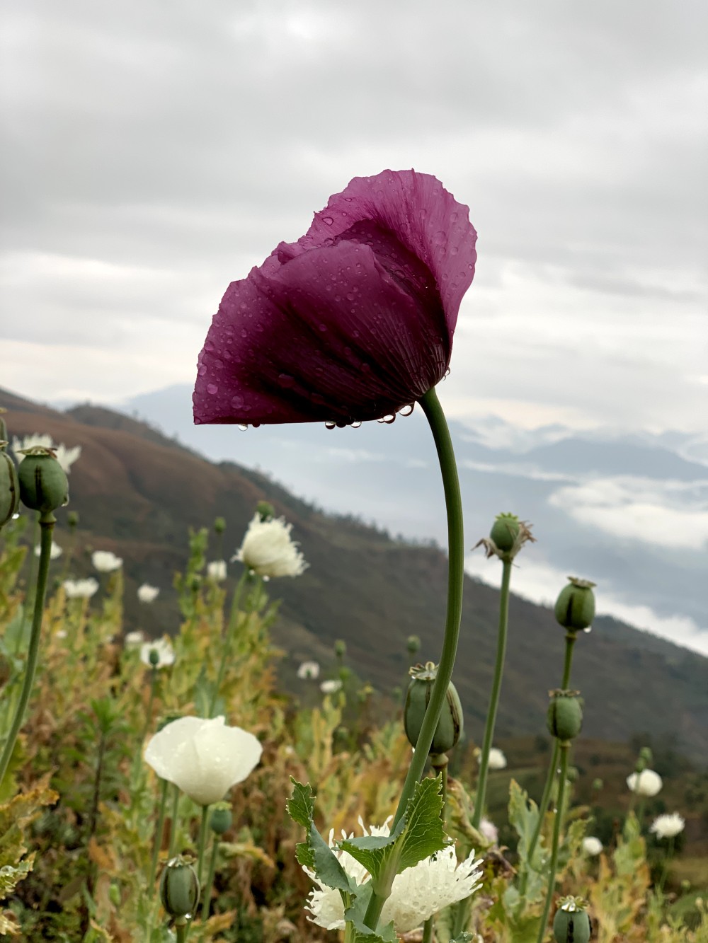  poppy cultivation 