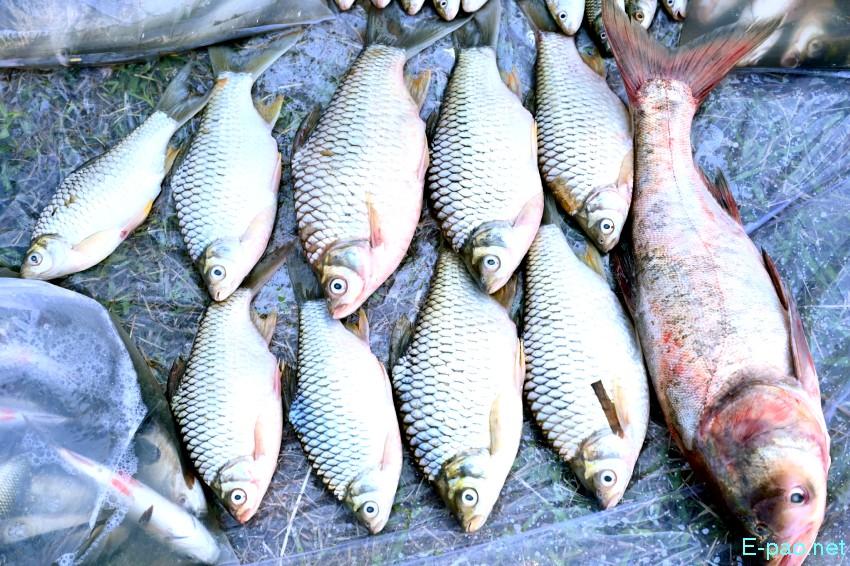 Ningol Chakkouba : Annual Fish Fair / Fish Crop Competition at Hapta Kangjeibung :: 22nd October 2025