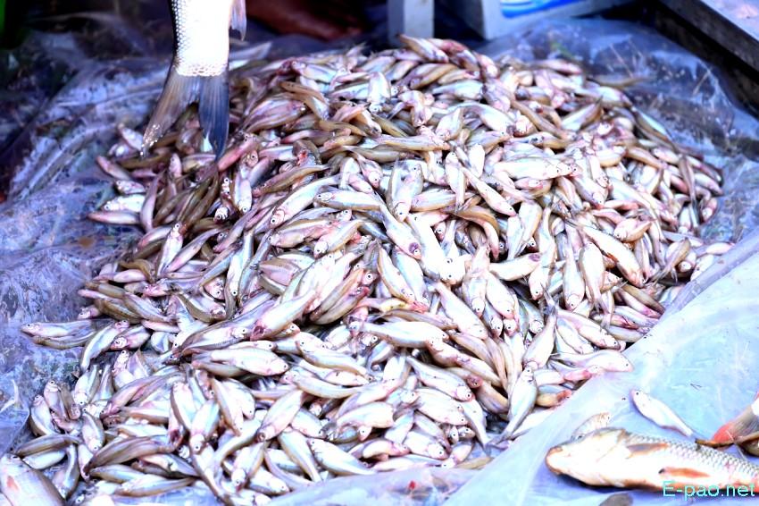 Ningol Chakkouba : Annual Fish Fair / Fish Crop Competition at Hapta Kangjeibung :: 22nd October 2025