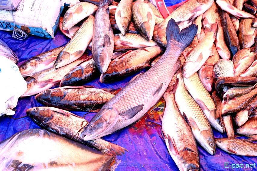Ningol Chakkouba : Annual Fish Fair / Fish Crop Competition at Hapta Kangjeibung :: 22nd October 2025