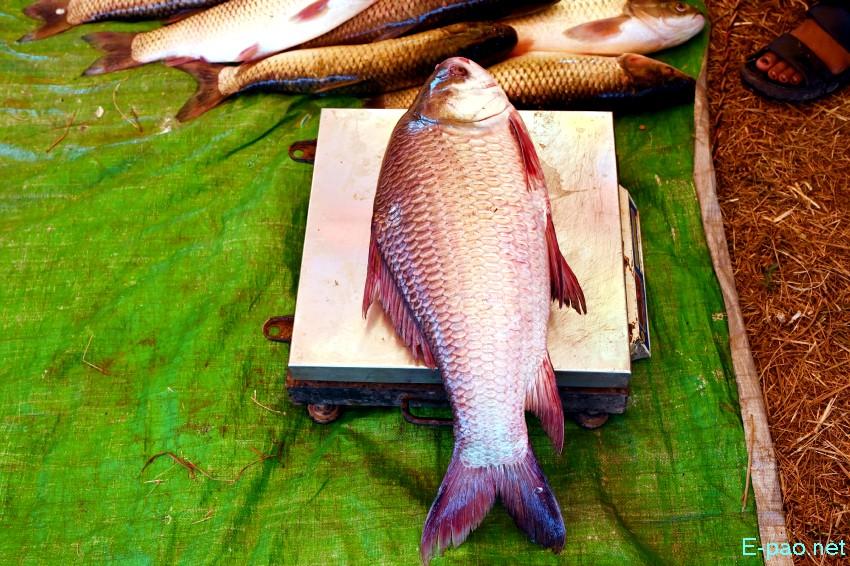 Ningol Chakkouba : Annual Fish Fair / Fish Crop Competition at Hapta Kangjeibung :: 22nd October 2025
