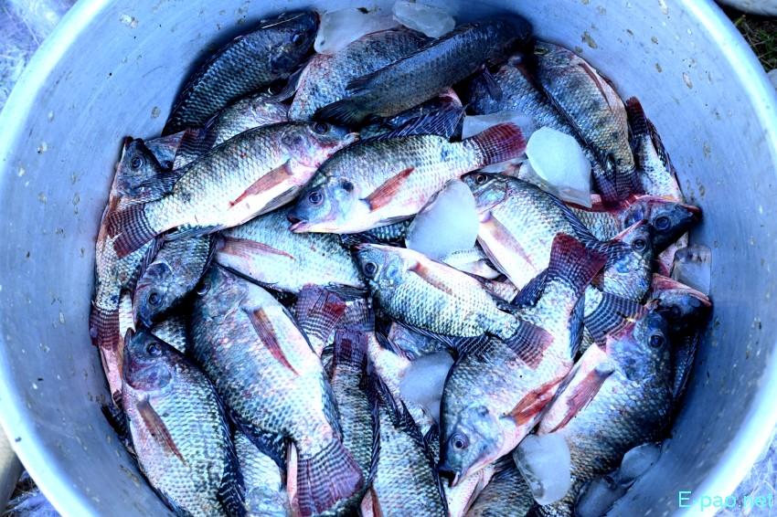 Ningol Chakkouba : Annual Fish Fair / Fish Crop Competition at Hapta Kangjeibung :: 22nd October 2025