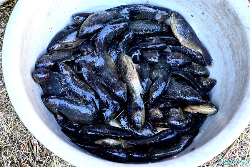 Ningol Chakkouba : Annual Fish Fair / Fish Crop Competition at Hapta Kangjeibung :: 22nd October 2025