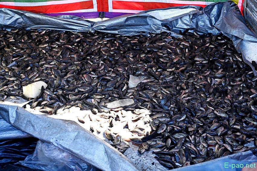 Ningol Chakkouba : Annual Fish Fair / Fish Crop Competition at Hapta Kangjeibung :: 22nd October 2025