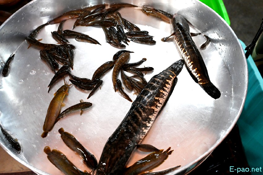Seasonal Vegetable and Fish at Khwairamband Keithel Ima Market :: 16th September 2025