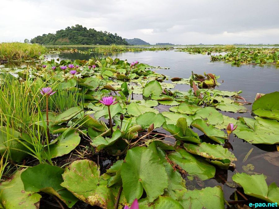 Loktak Pat (Loktak Lake) , located at Moirang in Manipur, as seen in August 2025