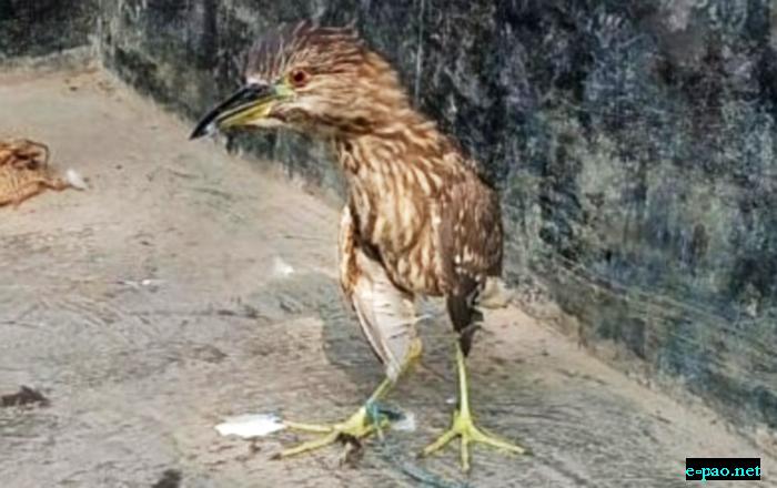 China identifies tagging site of a heron found in Imphal