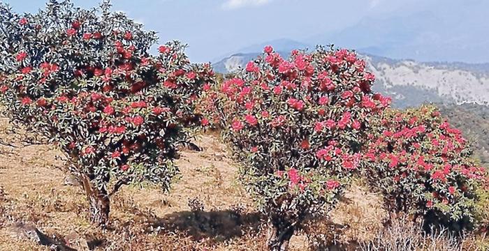 Blooming Rhododendrons add beauty to Mt Khorung