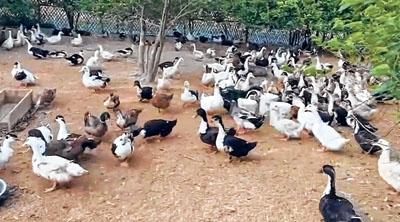 30 year old man shows the way with poultry farming