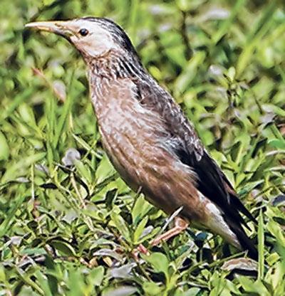 White-cheeked starling sighted
