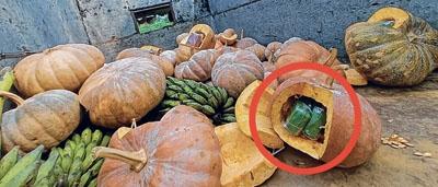 Brown sugar concealed inside pumpkins seized by SFs