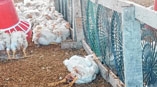 Feed scarcity leads to starvation of poultry