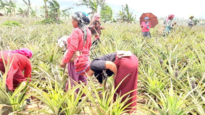 Shifting climate pattern inimical to pineapple farming