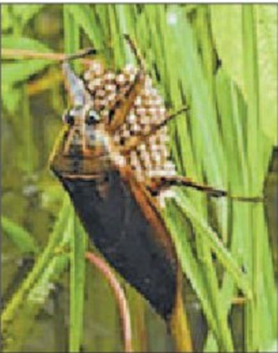 Insecticides, chemicals deal crippling blow on Naosek