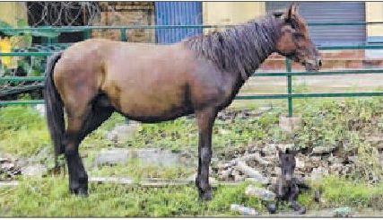 Pony gives birth in middle of road !
