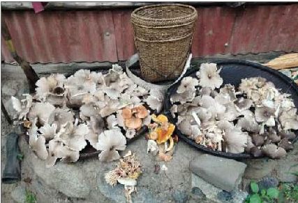 Wild mushrooms add to families kitty in Ukhrul