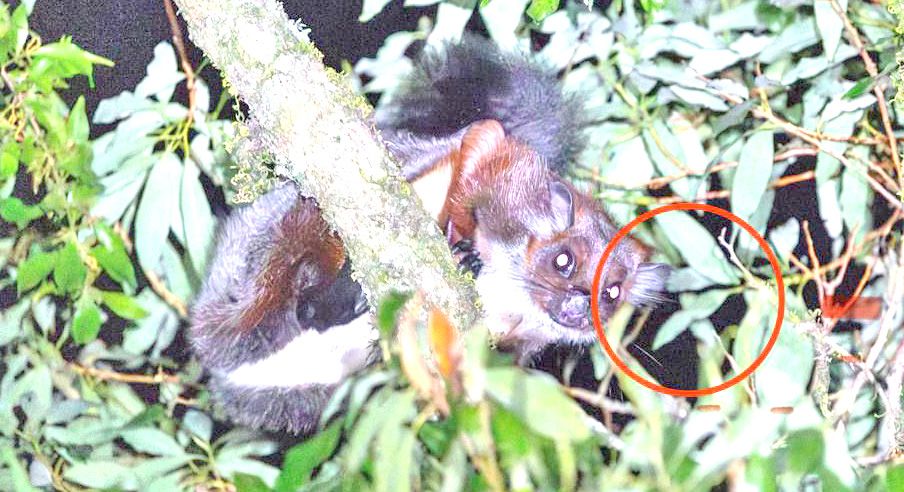 Flying squirrel sighted in Shirui forest