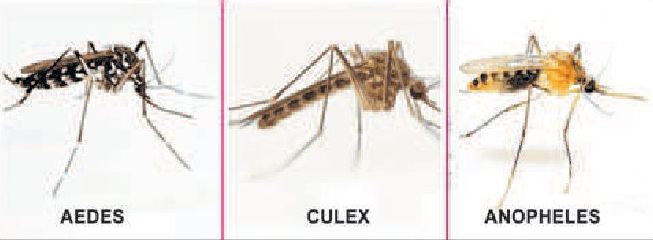 Dengue cases touch 138, Malaria-61, JE-10