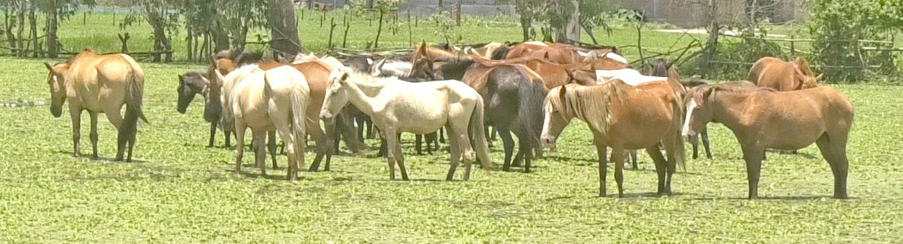Pony on brink of extinction amid neglect, shrinking grazing grounds