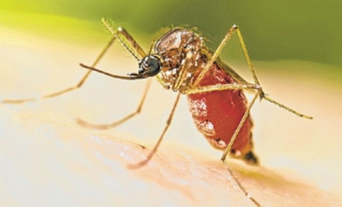 38 new Dengue cases logged in last 24 hours