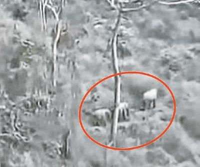 Elephants sighted at Kamjong