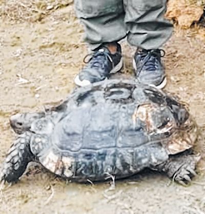 Two Asian Giant Tortoises rescued