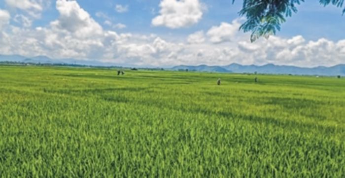 Organic farming key to fighting climate change