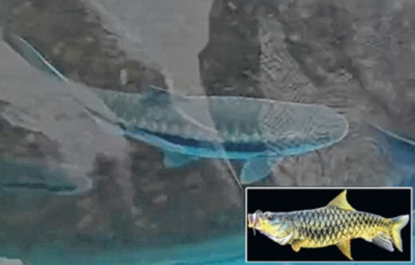 MU notches a first with Mahseer breeding