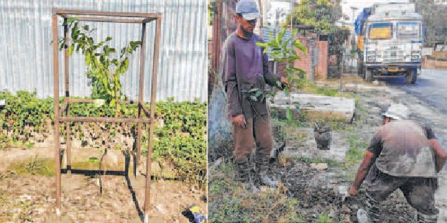 Penalty for cutting down trees without permission