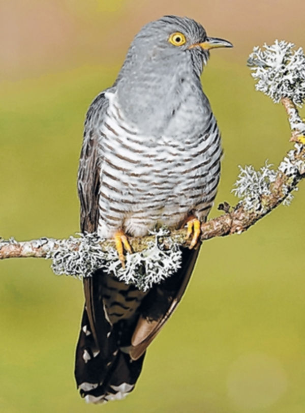 Rising temp linked to hike in number of cuckoos