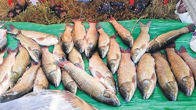 1.50 lakh Kgs of fish put on sale