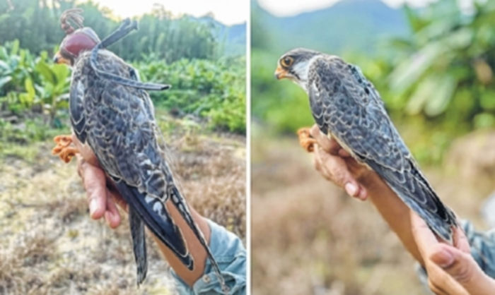 3 more Amur Falcons radio tagged