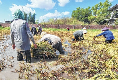 Acres of Kyamgei Loukol stay inundated all year through