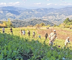467 acres of poppy plantations destroyed from Nov 11 to Nov 15